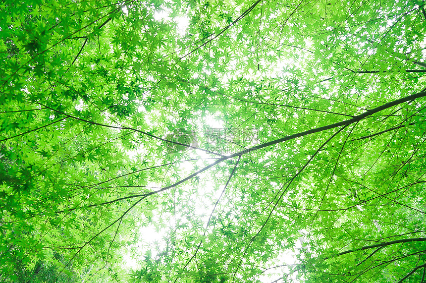 養眼的綠色屏保圖片素材_免費下載_jpg圖片格式_VRF高清圖片500584720_攝圖網