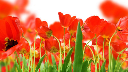 郁金香高清桌面壁紙圖片大全高清大圖預(yù)覽1920x1080_風(fēng)景壁紙下載