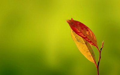 唯美LOMO風格植物攝影高清壁紙高清大圖預覽1920&times;1200_植物壁紙下載